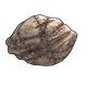 Skin's image