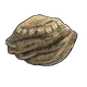 Skin's image