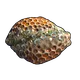 Skin's image