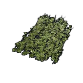 Skin's image