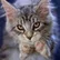 Kitty