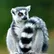 erwiechertwilbe