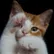 Henoch
