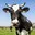 Bilingual Cow