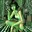 Fallow Anya