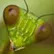 BAGAMOL