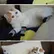 Pepe_11487