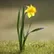 Pansy