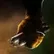 Cheesestick