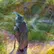 Mauricus