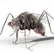 Darrel