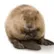 beaver20393