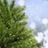 Plantigrade