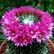 Eglantine