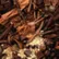 brown79800