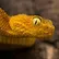 Ethnomania