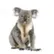 koala20393