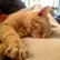 G A B E N
