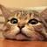 Bab