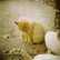 Shiba