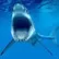 GreatWhite