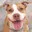 PitBull 12MataRindo