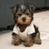 Henriette