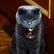 Brador
