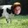 olsson2k4