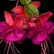 fuchsia7915