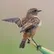 Amiga
