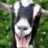 goat8697