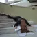 Moses