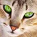 Kitty
