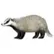 badger20393