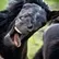 horse4295
