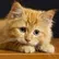 Felace