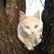 Rescuekon290