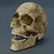 Fortunata