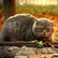 Lorrie