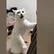 Boomer 1337