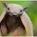 armadillo