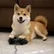 Fido