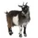 goat20393
