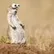 gopher