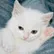 CATACLYSMGRIFFIN