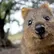 quokka