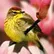 Raptorial