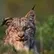 lynx