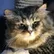 Andre